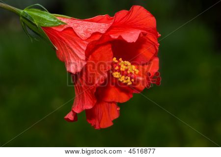 红芙蓉