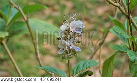 Beautiful Flowers Of Plant Rotheca Serrate Known As Blue Fountain Bush. Plant Located In Madiwala La