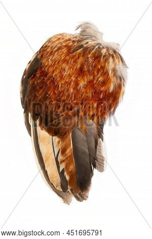 Wing Fethers Plumage Rooster Chicken Fowl Bird Left Side Isolated In White Background