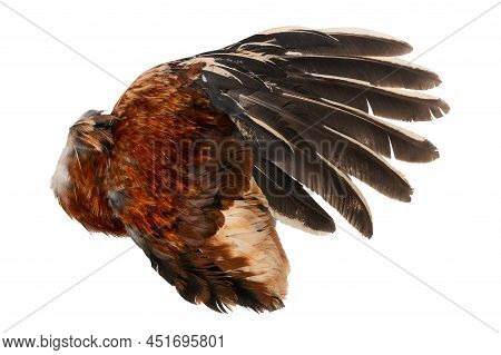 Wing Fethers Plumage Rooster Chicken Fowl Bird Left Side Isolated In White Background