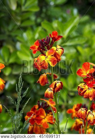 The Brightly Colored Spring Flowers Of Erysimum Cheiri (cheiranthus) Also Known As The Wallflower. V