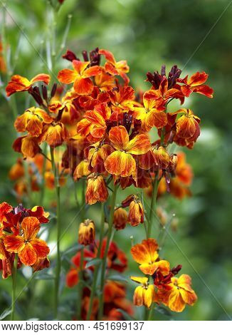 The Brightly Colored Spring Flowers Of Erysimum Cheiri (cheiranthus) Also Known As The Wallflower. V