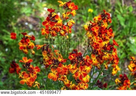 Amazing Colored Spring Flowers Of Erysimum Cheiri (cheiranthus) Also Known As The Wallflower.