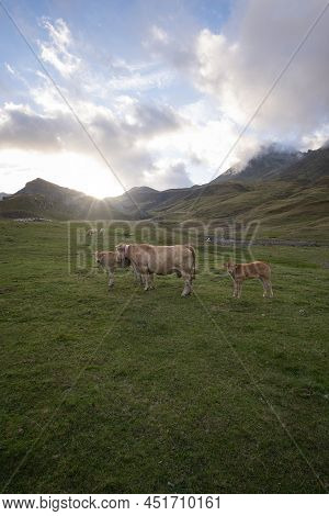 A Herd Of Cows Grazing At Sunset In An Idyllic Pyrenean Landscape, With The Mountains In The Backgro