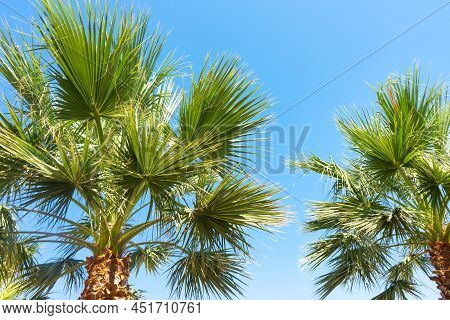 Green Palm Tree On Blue Sky Background. Horizontal Photo. Summer Background, Vacaton Concept