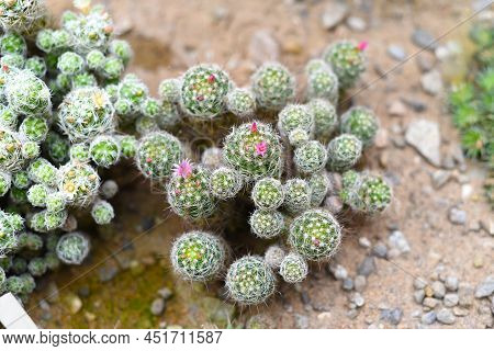 Mammillaria Geminispina, The Twin Spined Cactus Flower