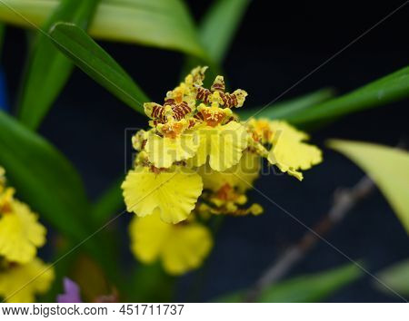 Oncidium Varicosum Flower Of Orchid Close Up