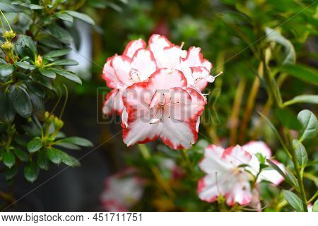 Azalea Indica Taggi Rhododendron Flower Close Up