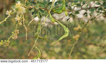 Pithecellobium Dulce Also Known As Manila Tamarind, Camachile, Guayamochil, Madrasthorn, Blackbead E