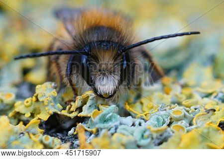 Frontal Closeup On A Fresh Emerged Male Red Mason Bee, Osmia Rufa In The Garden