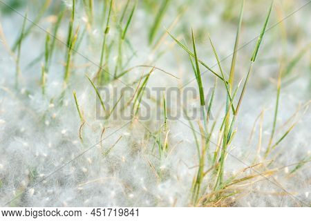Poplar Fluff On The Road. Grass In Poplar Fluff, Close-up. Fluffy Fluff Seeds. Reproduction Of Trees