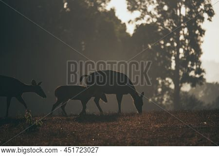 Earth Day Concept With Tropical Forest Background, Natural Sence With Canopy Tree In The Wild