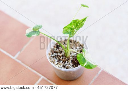 Closeup To Alocasia Okinawa Silver  In The Pot