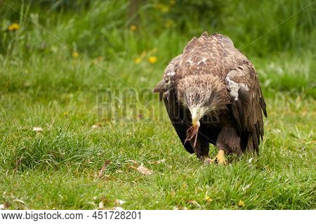 A Detailed Bald Eagle, Yellow Beak. The Bird Is In The Grass. Allert, Brown, Front View, Claws.