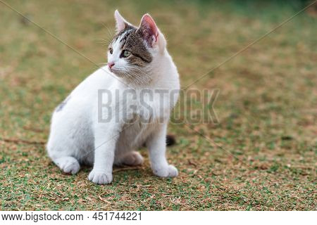 Cat On The Lawn Warily Looks To The Side, Close-up