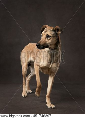 Portrait Of A Beautiful Dog On A Brown Canvas. Mix Of Breeds. Pet In The Studio, Artistic Photo On T