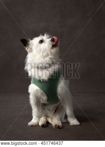 Portrait Of A Beautiful Dog On A Brown Canvas. Mix Of Breeds. Pet In The Studio, Artistic Photo On T