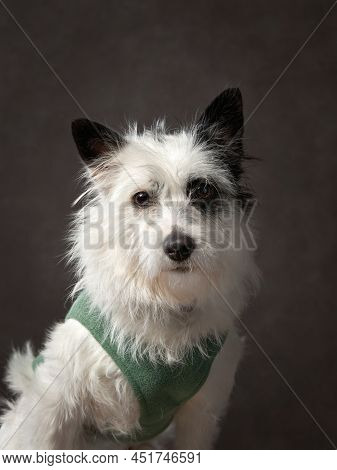 Portrait Of A Beautiful Dog On A Brown Canvas. Mix Of Breeds. Pet In The Studio, Artistic Photo On T
