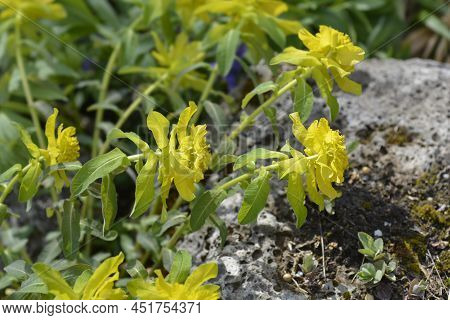 Cushion Spurge Yellow Flowers In The Spring