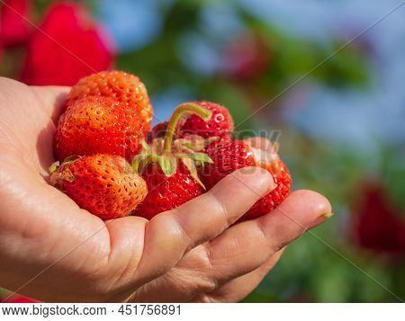 A Woman's Hand Holding A Bunch Of Ripe Strawberries Picked In Her Garden On A Bright Sunny Day. Macr