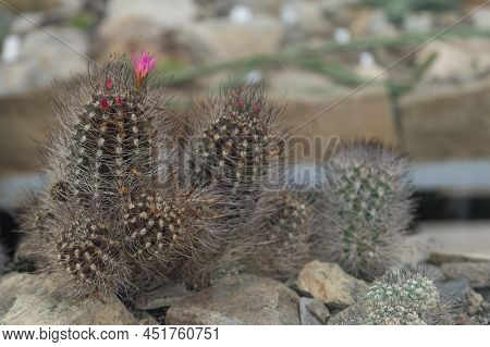 Mamillaria Cactus With Pink Flowers On A Background Of Stones
