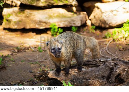 A Nosoha Animal In The Forest Is Looking For Food.