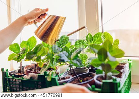 Watering Hydrangea Cuttings With Watering Can. Growing Bigleaf Hydrangeas On Window Sill. Home Garde