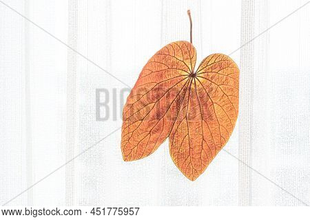 A Golden Leaf Hanging On The White Curtain In A Window Opening To The Morning Light. Home Decor, Tro