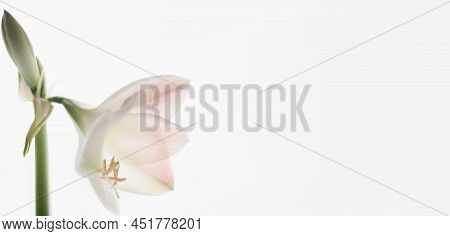 Isolate White Background Amaryllis Flower Belongs To The Bulbous Corms Remain Viable For Up To 20 Ye
