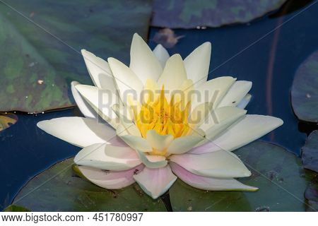 Close Up Of A Nymphaea Marliacea Chromatella Water Lily In Bloom