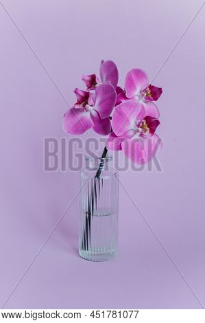 Beautiful Violet Orchid Flowers In A Vase On Pastel Purple Background. Minimal Concept.