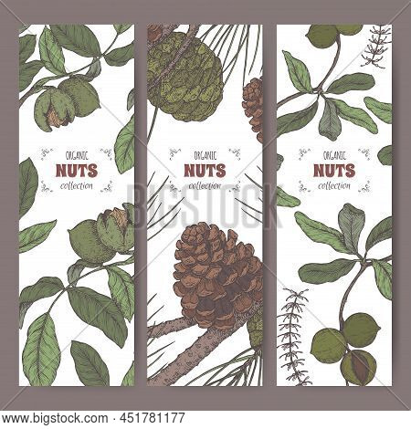 Set Of Three Labels With Walnut, Macadamia And Stone Pine Branch Color Sketch. Culinary Nuts Series.