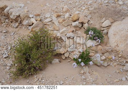 Desert Flowers: Fagonia Arabica, Fagonia Mollis And Diplotaxis Acris Or Desert Rocket In Bloom In Ar