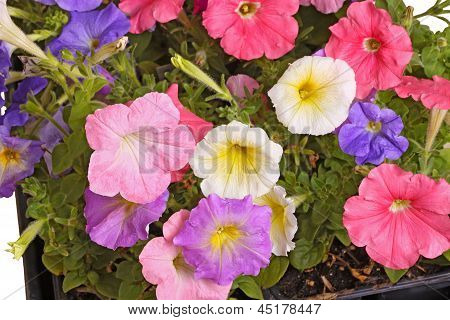 Coloratissimi fiori di Petunia riempiono il fotogramma