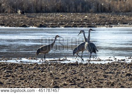 The Sandhill Crane (antigone Canadensis) On The River Bank