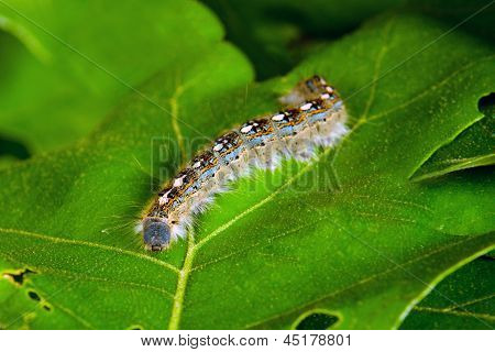 Immagine macro di moth caterpillar tenda di foresta, malacosoma disstria