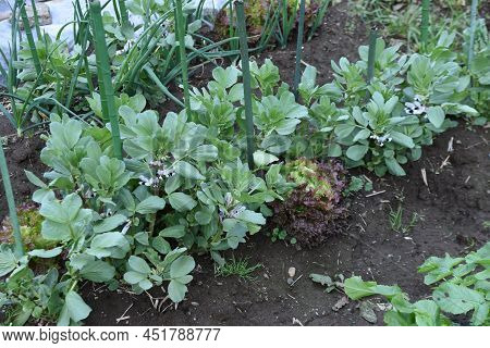 Fava Bean Cultivation In Vegetable Garden. Fava Bean Sows In Autumn, Blooms From March To April, And
