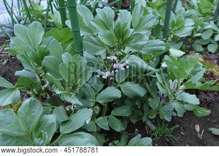 Fava Bean Cultivation In Vegetable Garden. Fava Bean Sows In Autumn, Blooms From March To April, And