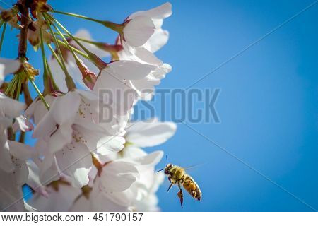 Cherry Blossoms Being Pollinated By Bee In The Spring