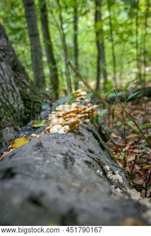 Shallow Depth Of Field Of Mushrooms Growing On A Tree Trunk