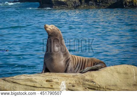 A Sea Lion Basking On A Rock In The Ocean