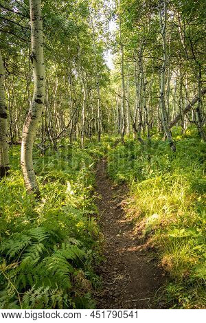 Trail Through Aspen Forest During The Summer
