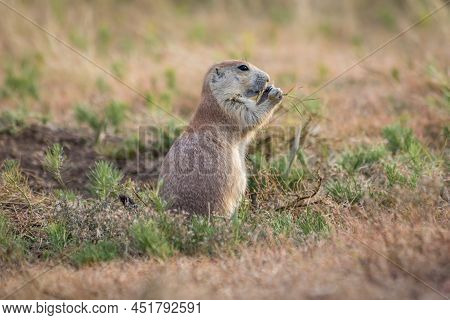 A Close Up Of Prairie Dog Eating Grass