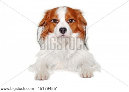 therianthrope Kooiker with human eyes on a clean white background