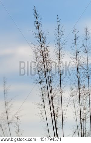 Chrysopogon Aciculatus (thuththiri) Grass Against The Sky.
