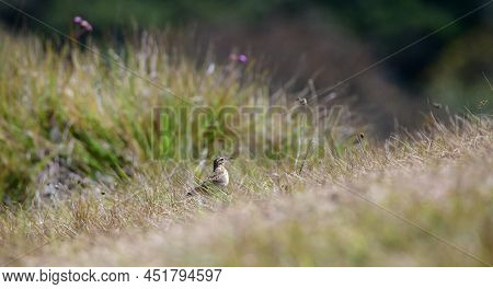 Paddyfield Pipit Spotted In Horton Plains, Walking Swiftly Through The Grasses.