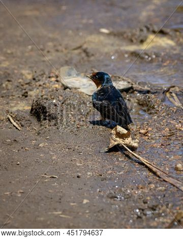 Indian Swiftlet Bird On The Ground Searching For Water In The Horton Plains National Park.