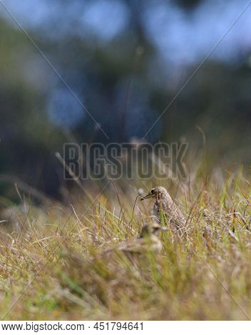 Beautiful Paddyfield Pipit Spotted In Horton Plains Shot Through The Grasses.