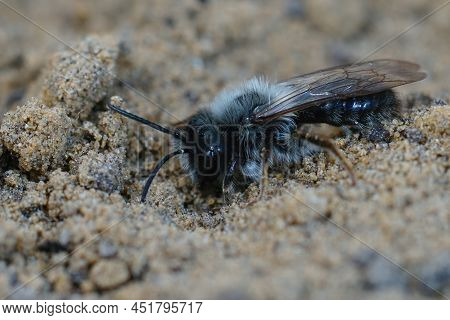 Detailed Closeup On A White Hairy Male Of The Grey-backed Mining Bee, Andrena Vaga, Sitting On The S