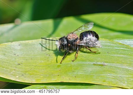 Closeup On An Old Male European Orchard Horned Mason Bee, Osmia Cornuta Infected With Parastic Mites